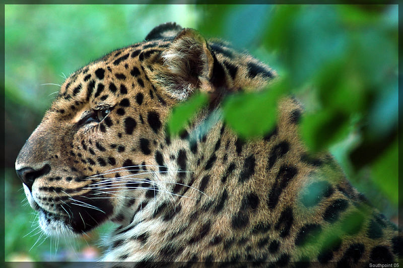 Leopard