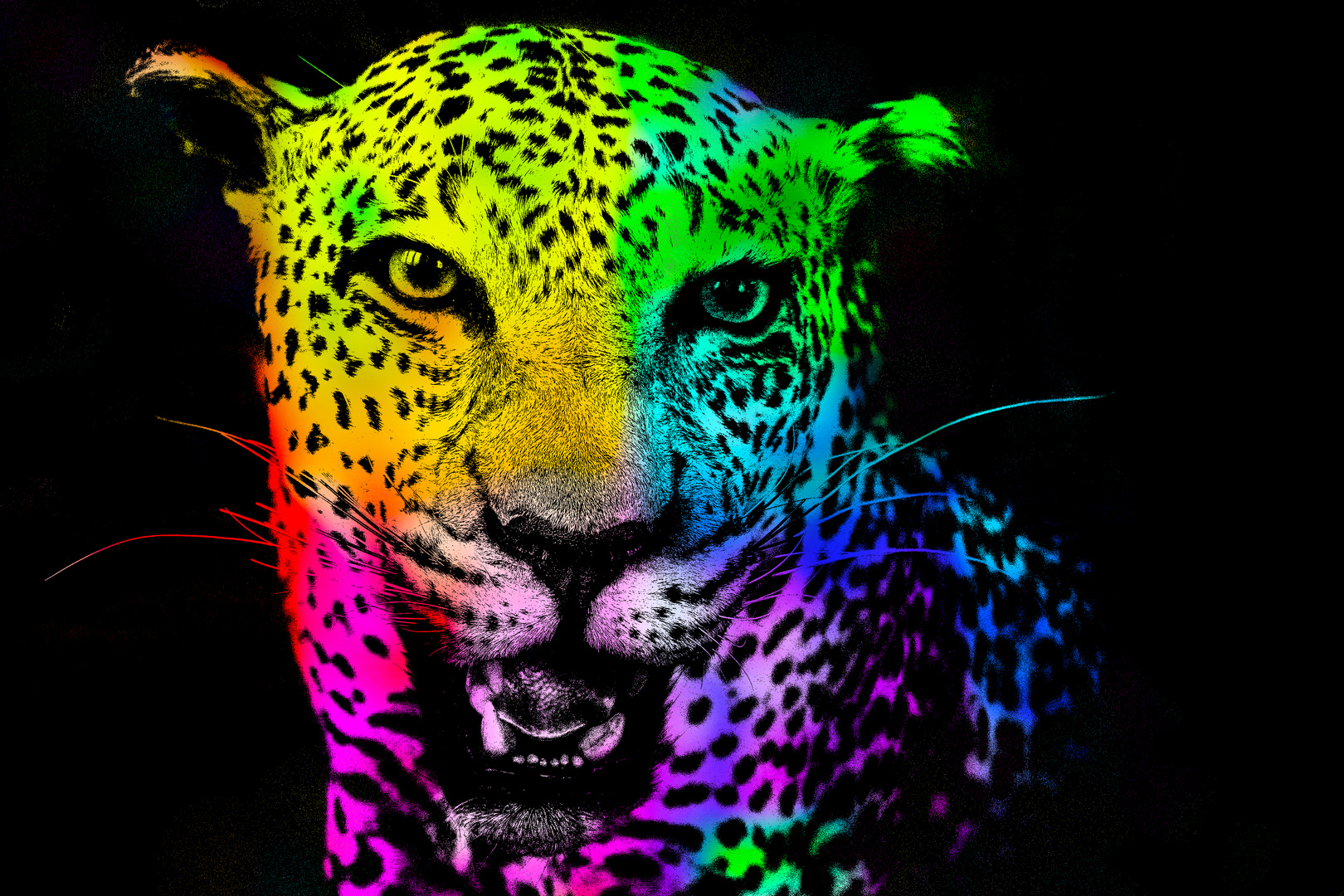 Leopard