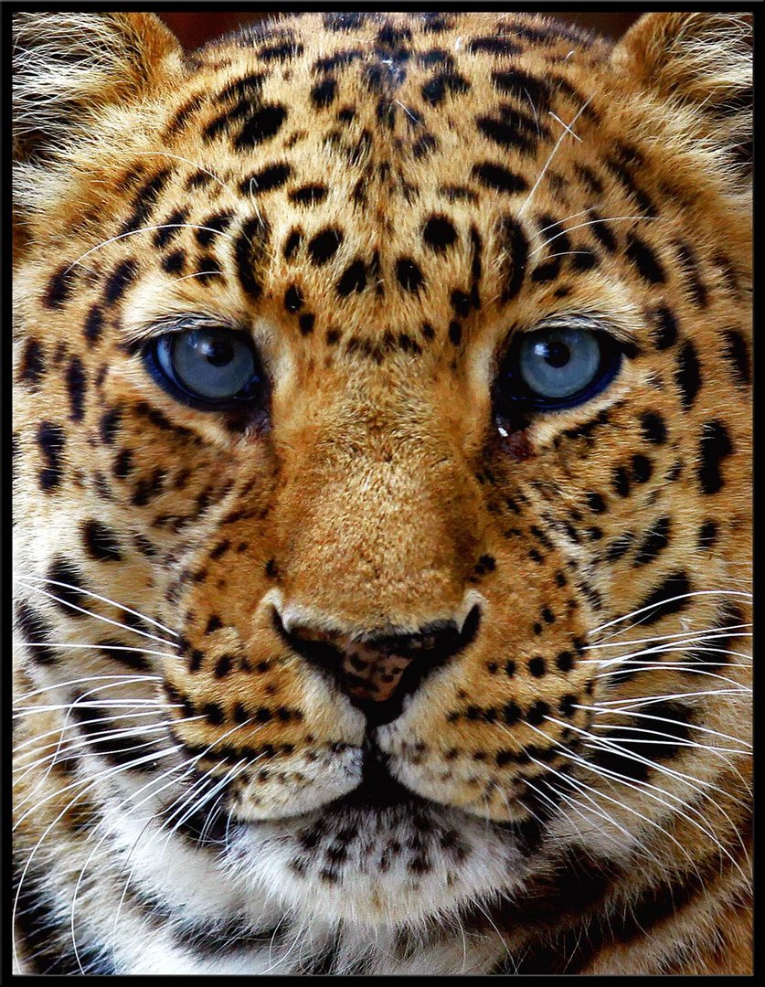 Leopard