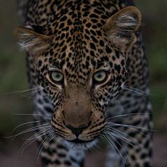 Leopard