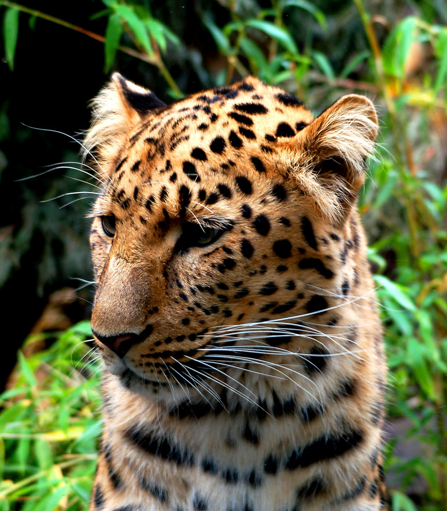 Leopard