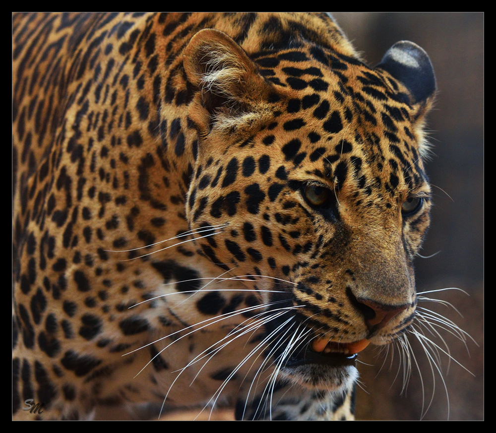 ~ Leopard ~