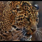 ~ Leopard ~