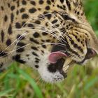 Leopard....