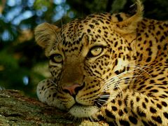 Leopard