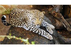 Leopard - Afrika 2012