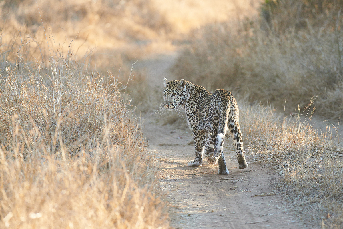 Leopard am Ende des Tages