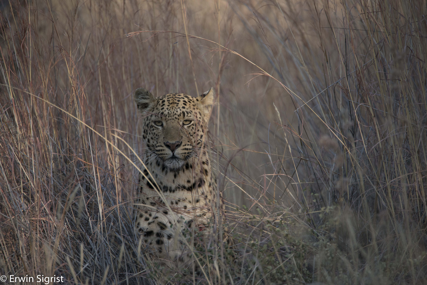 Leopard am frühen Morgen