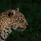 Leopard am Morgen