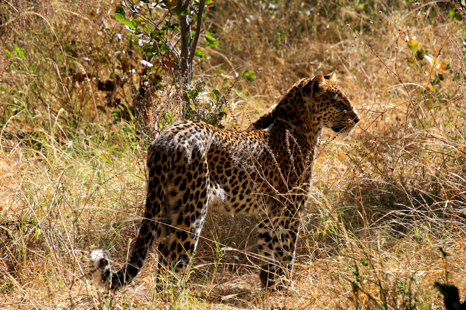Leopard am Rande des Okavangodeltas