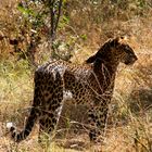 Leopard am Rande des Okavangodeltas