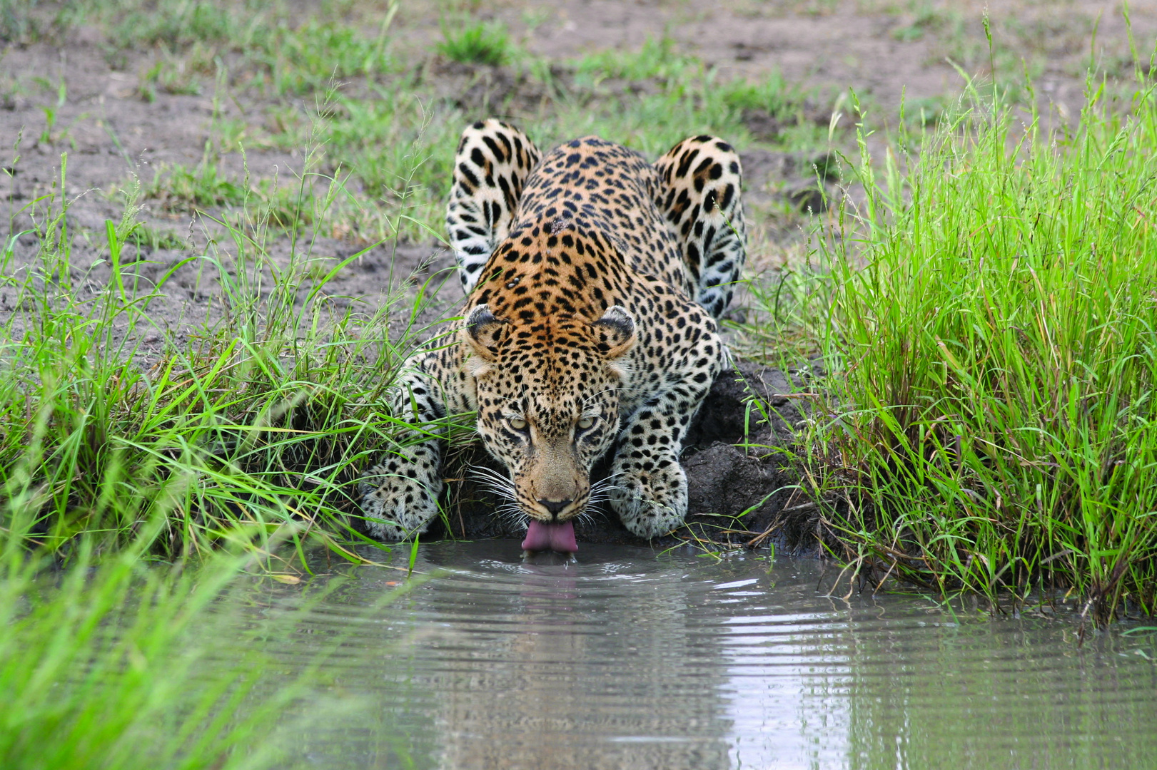 Leopard am Wasser