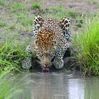 Leopard am Wasser