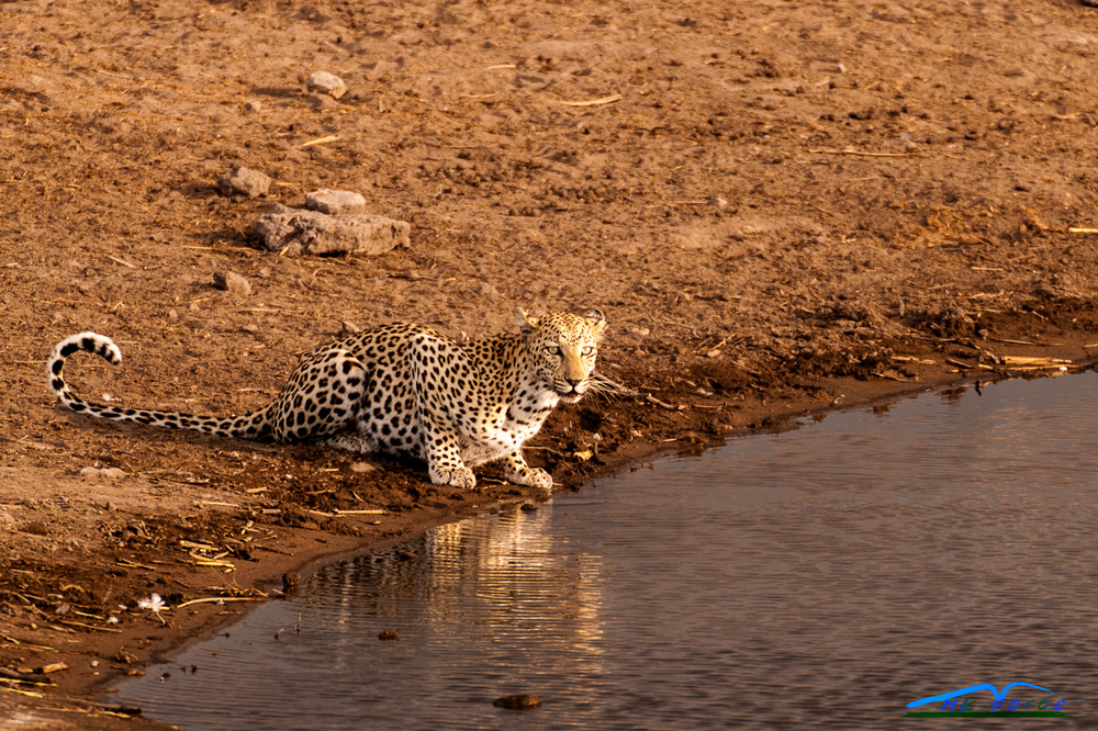 Leopard am Wasserloch