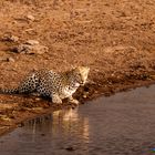 Leopard am Wasserloch