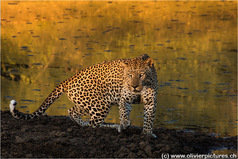 Leopard am Wasserloch