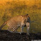 Leopard am Wasserloch