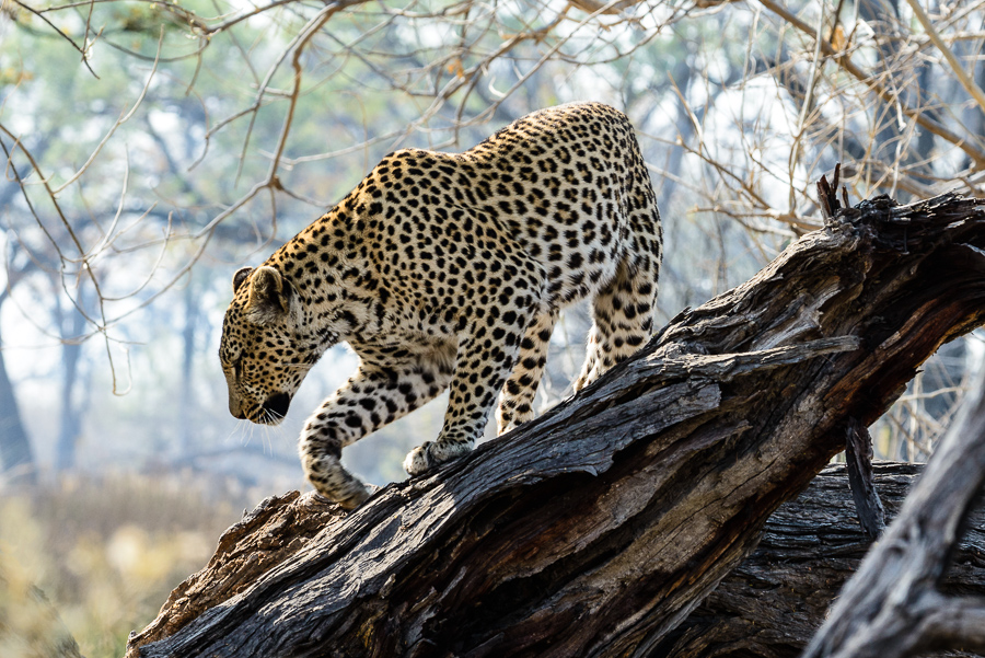 Leopard an den Paradise Pools (Okavango)