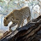 Leopard an den Paradise Pools (Okavango)