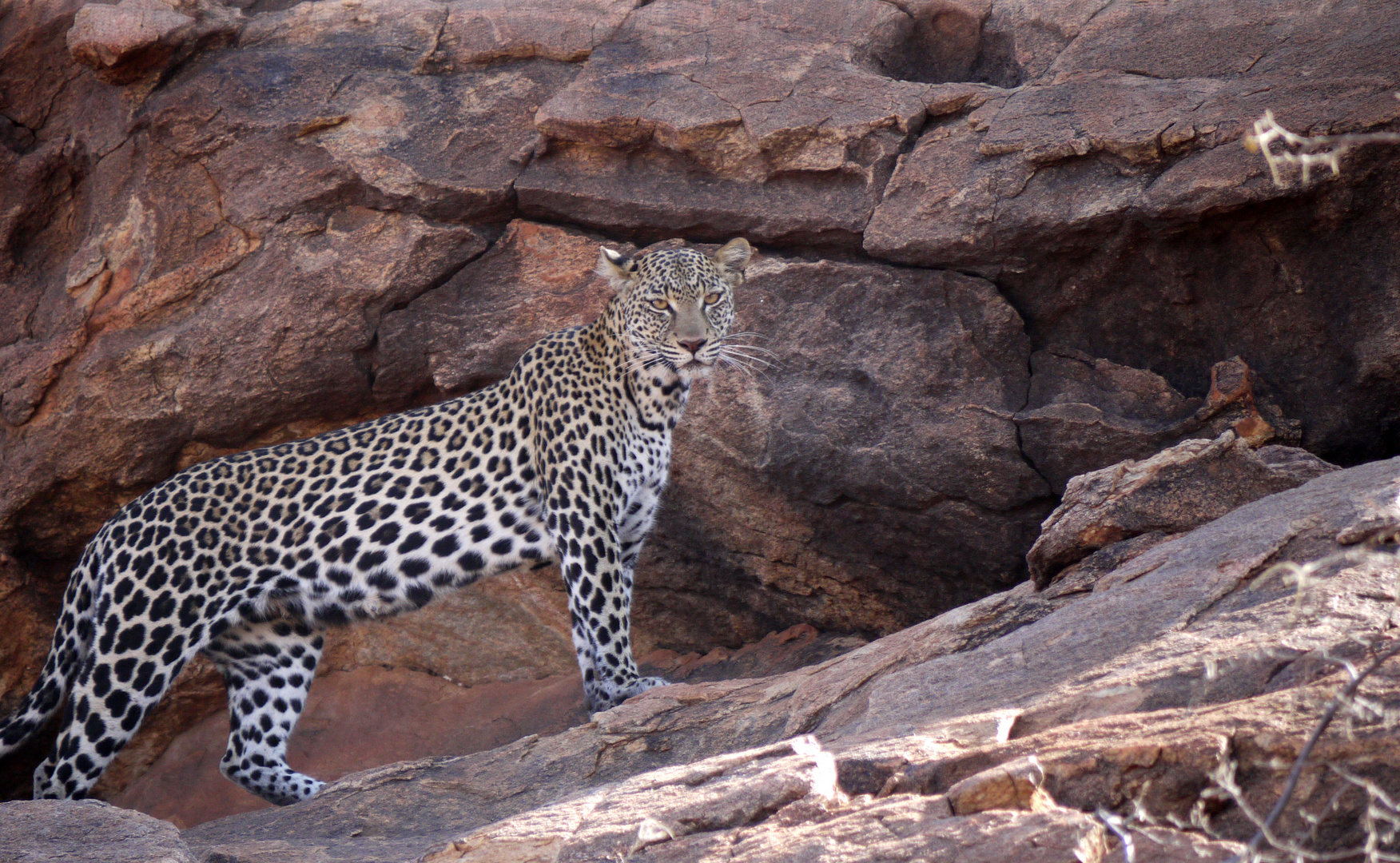 Leopard an der Sasaab Lodge