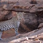 Leopard an der Sasaab Lodge