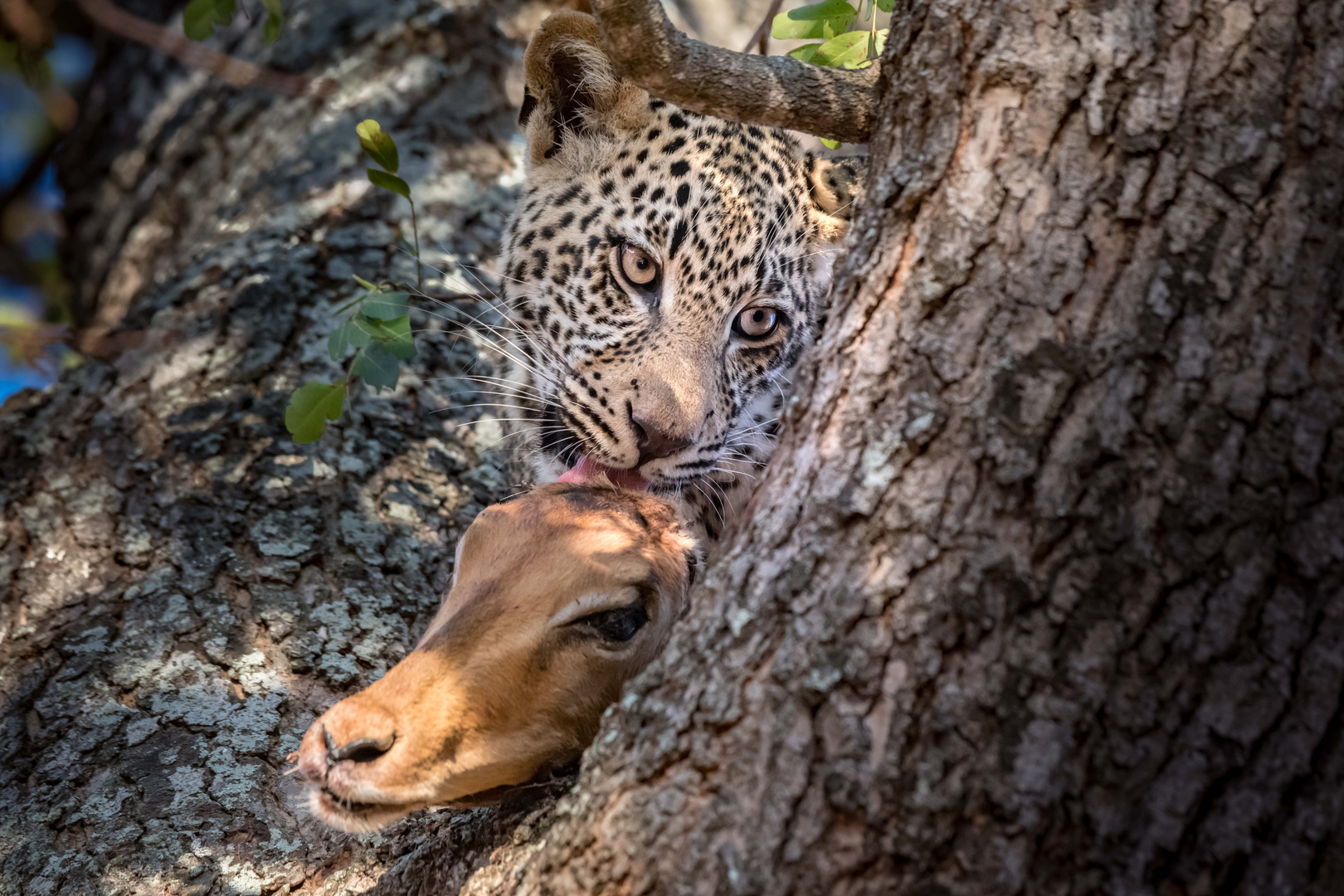 Leopard and Impala Head in a Tree