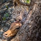 Leopard and Impala Head in a Tree