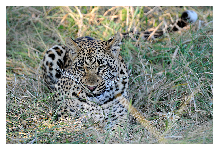 >> Leopard and snack <<