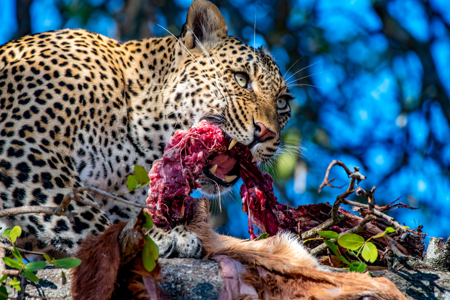 Leopard at Dinner