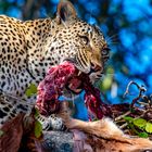Leopard at Dinner