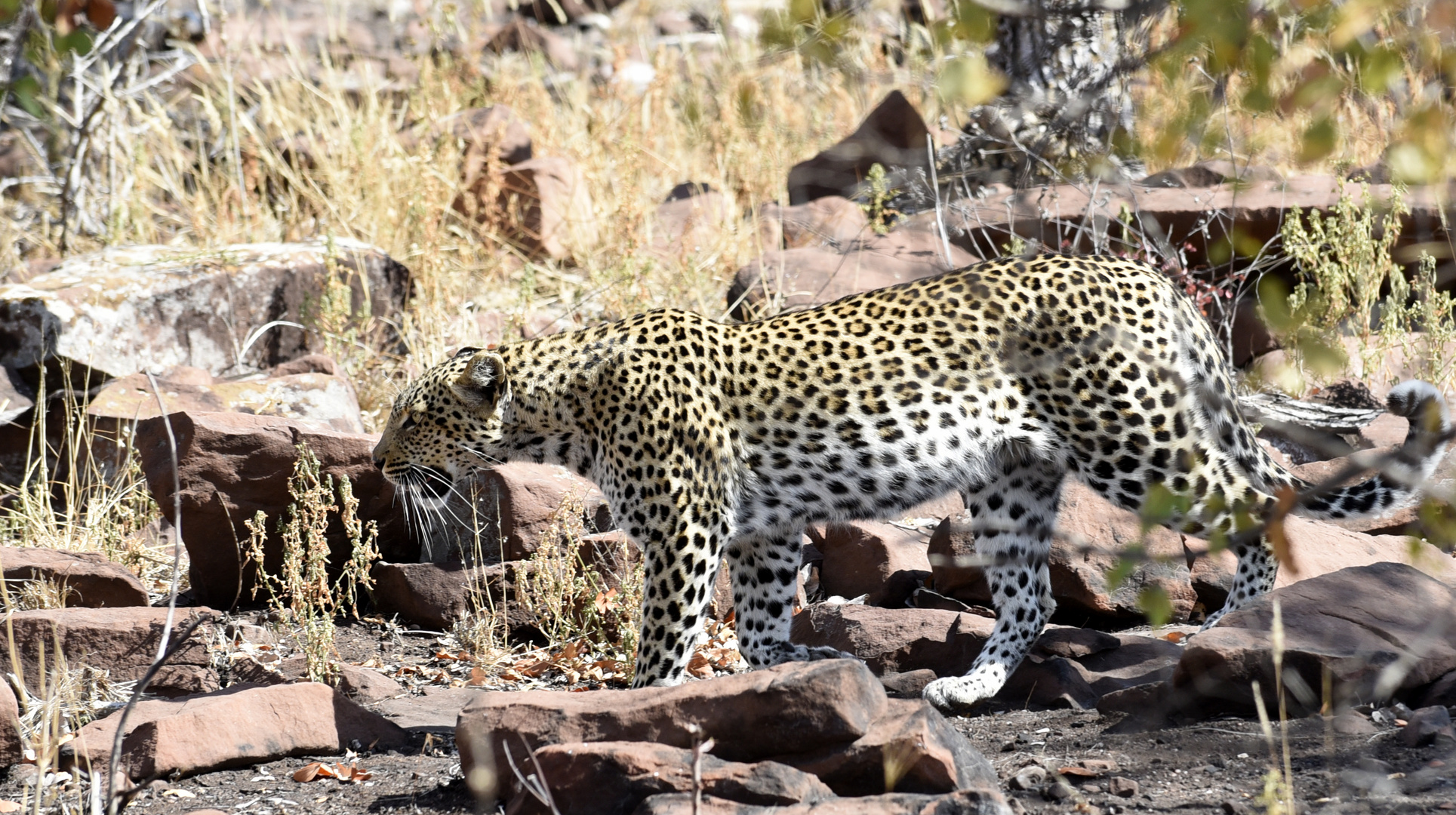 Leopard at Kruger