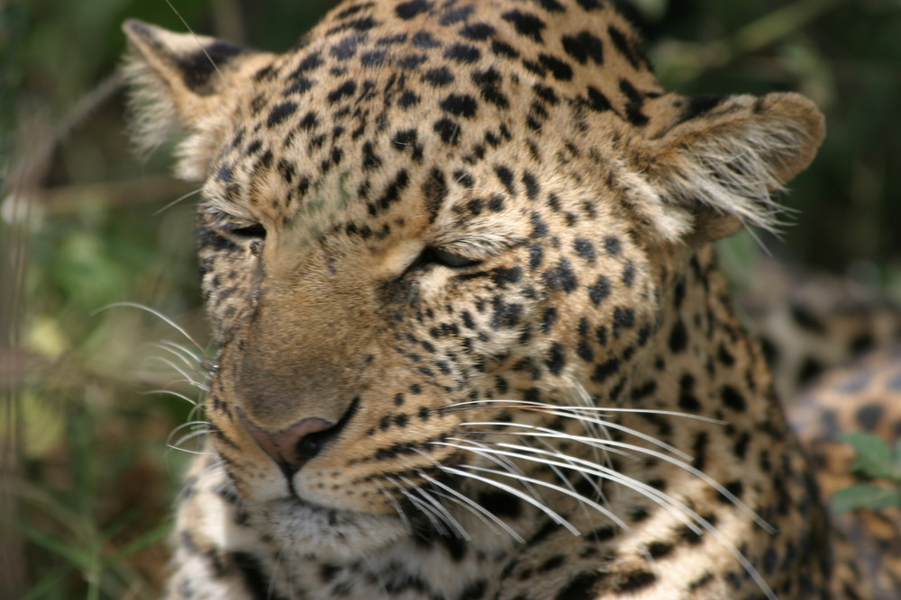 Léopard au Kenya