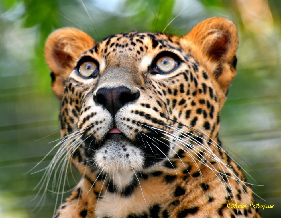 Léopard au magnifique regard