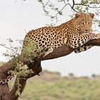 Leopard-auf-Baum