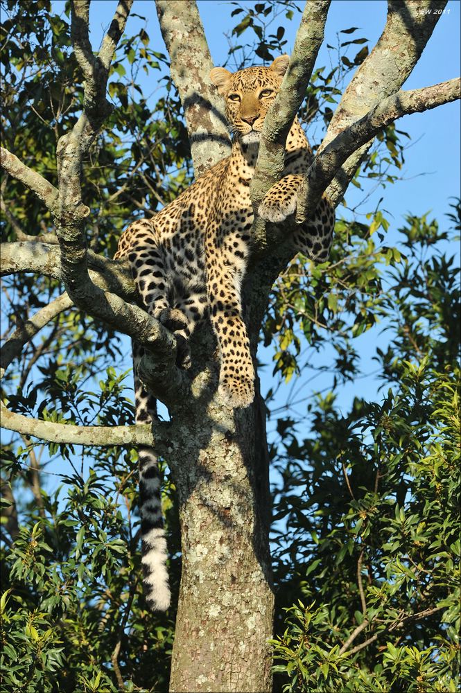 Leopard auf Baum