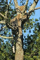 Leopard auf Baum