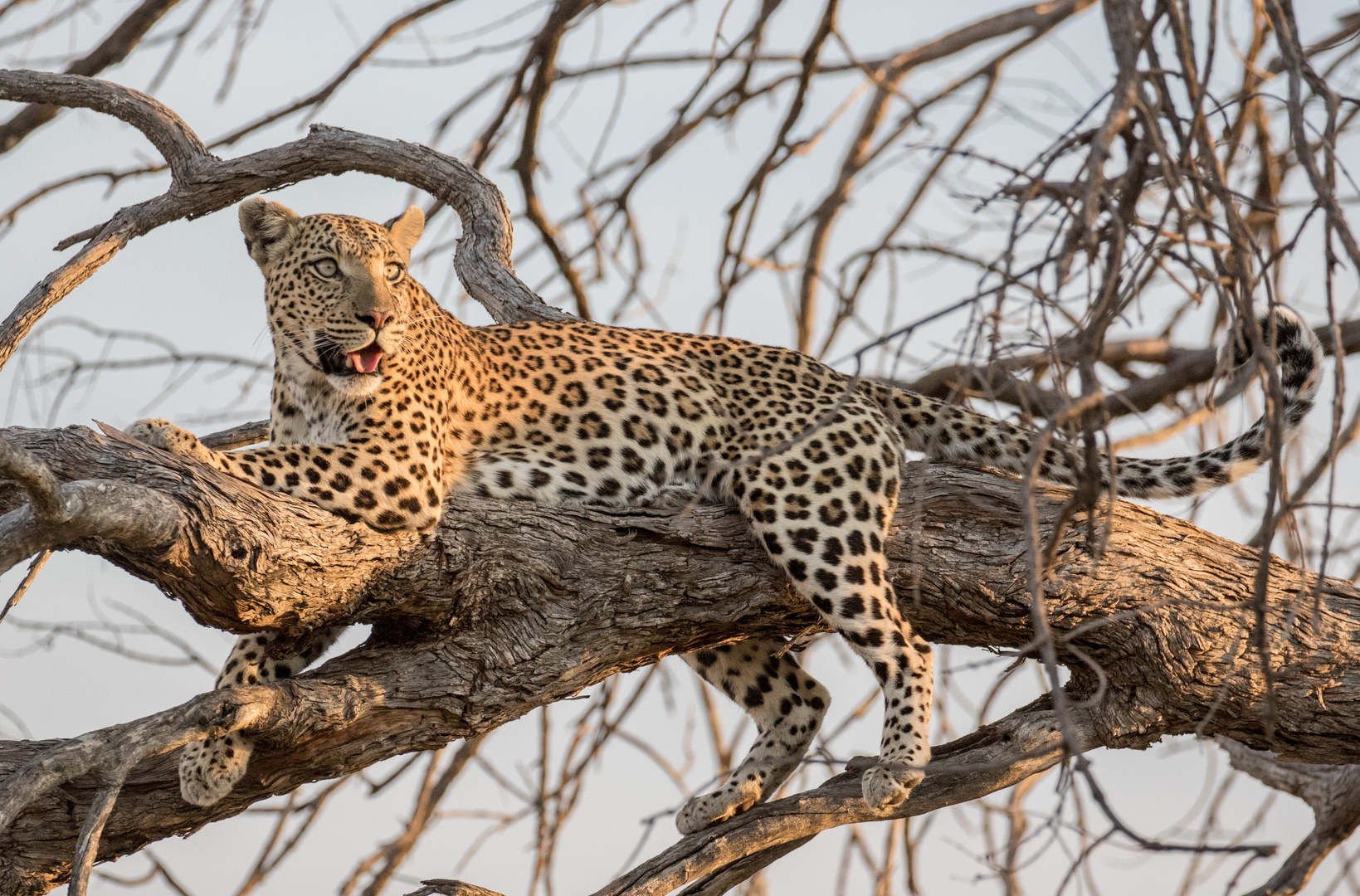 Leopard auf Baum