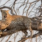 Leopard auf Baum