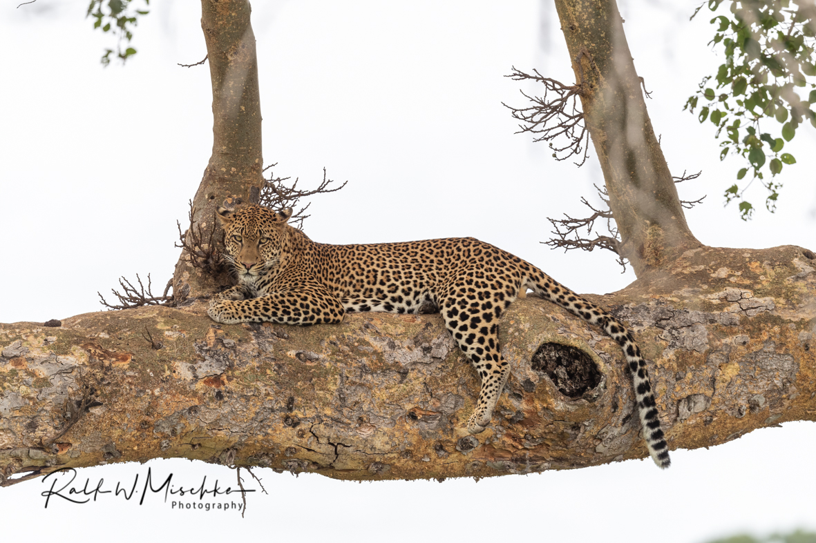 Leopard auf Baum