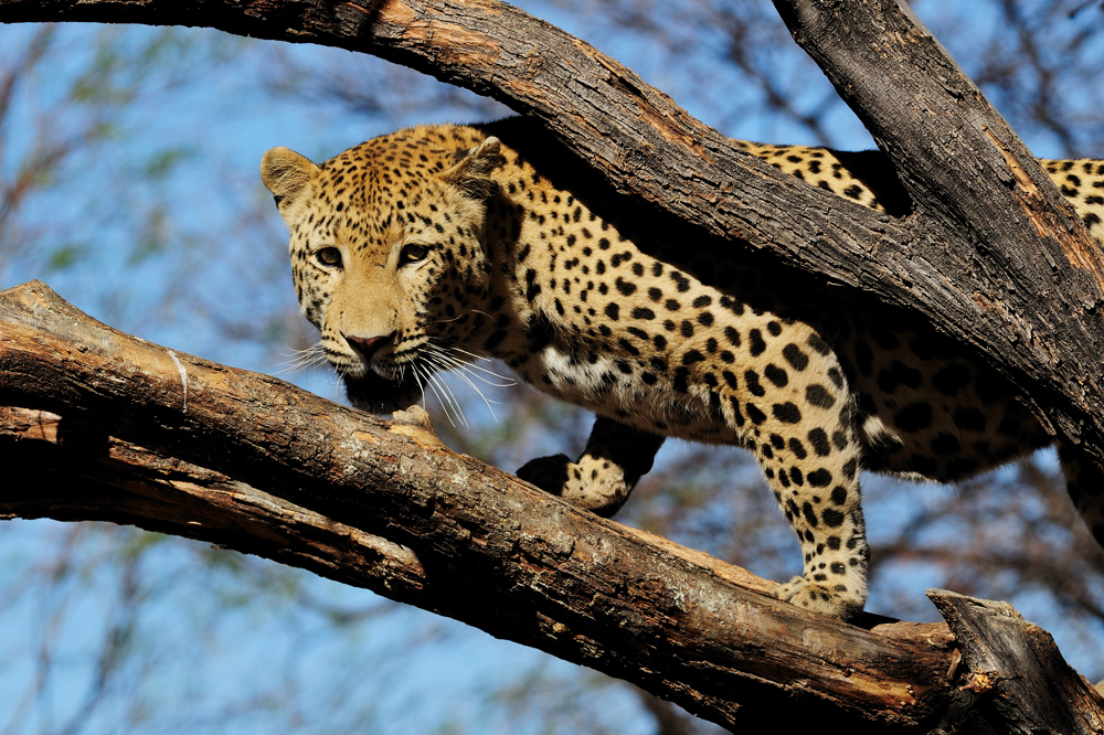 Leopard auf Baum / Leopard in tree