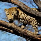 Leopard auf Baum / Leopard in tree