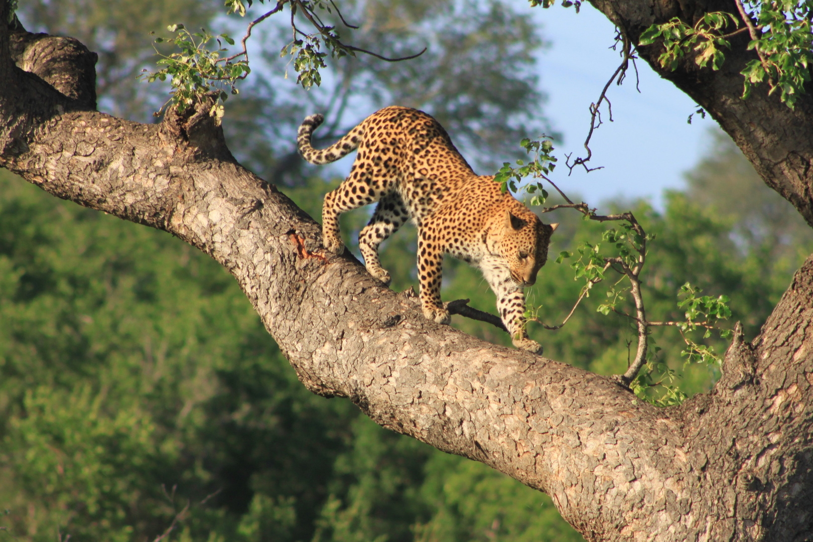 Leopard auf Beutetour