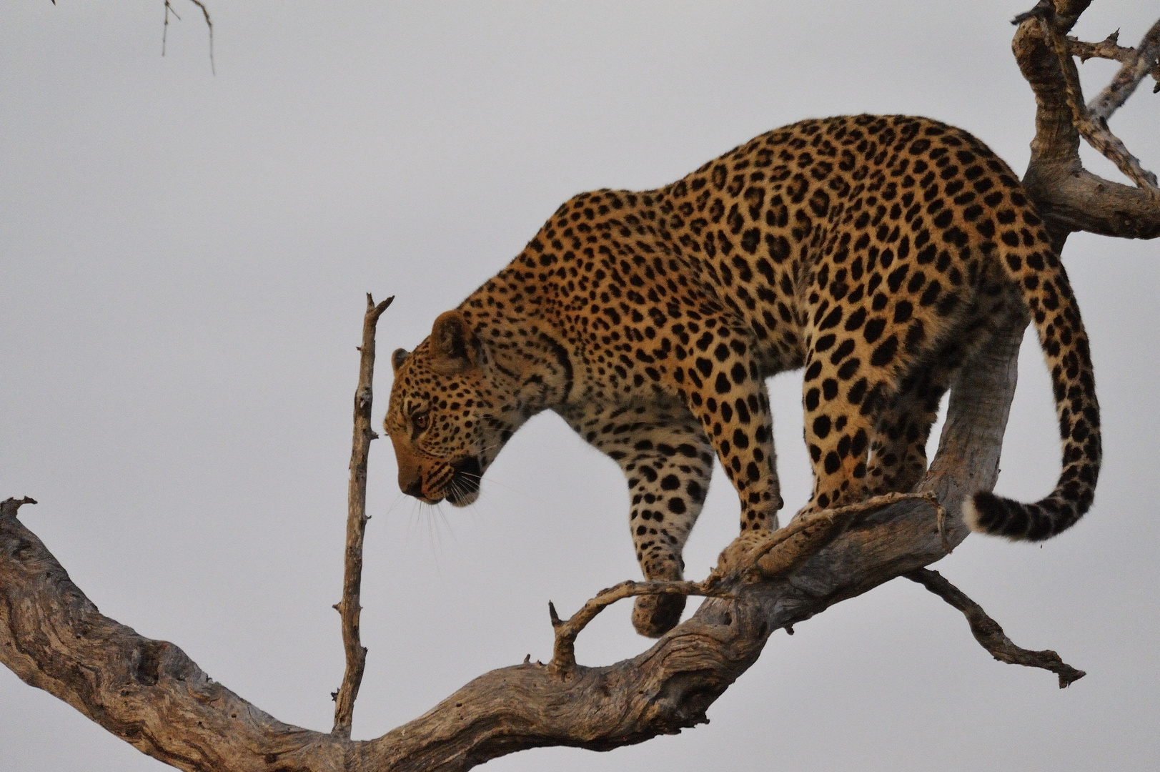 Leopard auf dem Baum