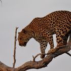 Leopard auf dem Baum