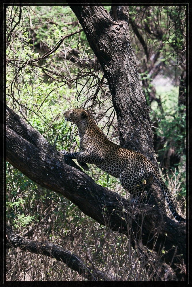 Leopard auf dem Spung