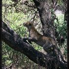 Leopard auf dem Spung