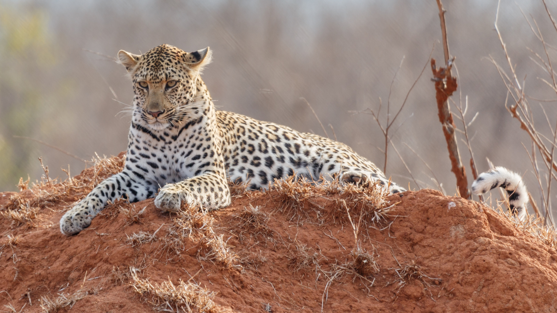 Leopard auf dem Termitenhügel