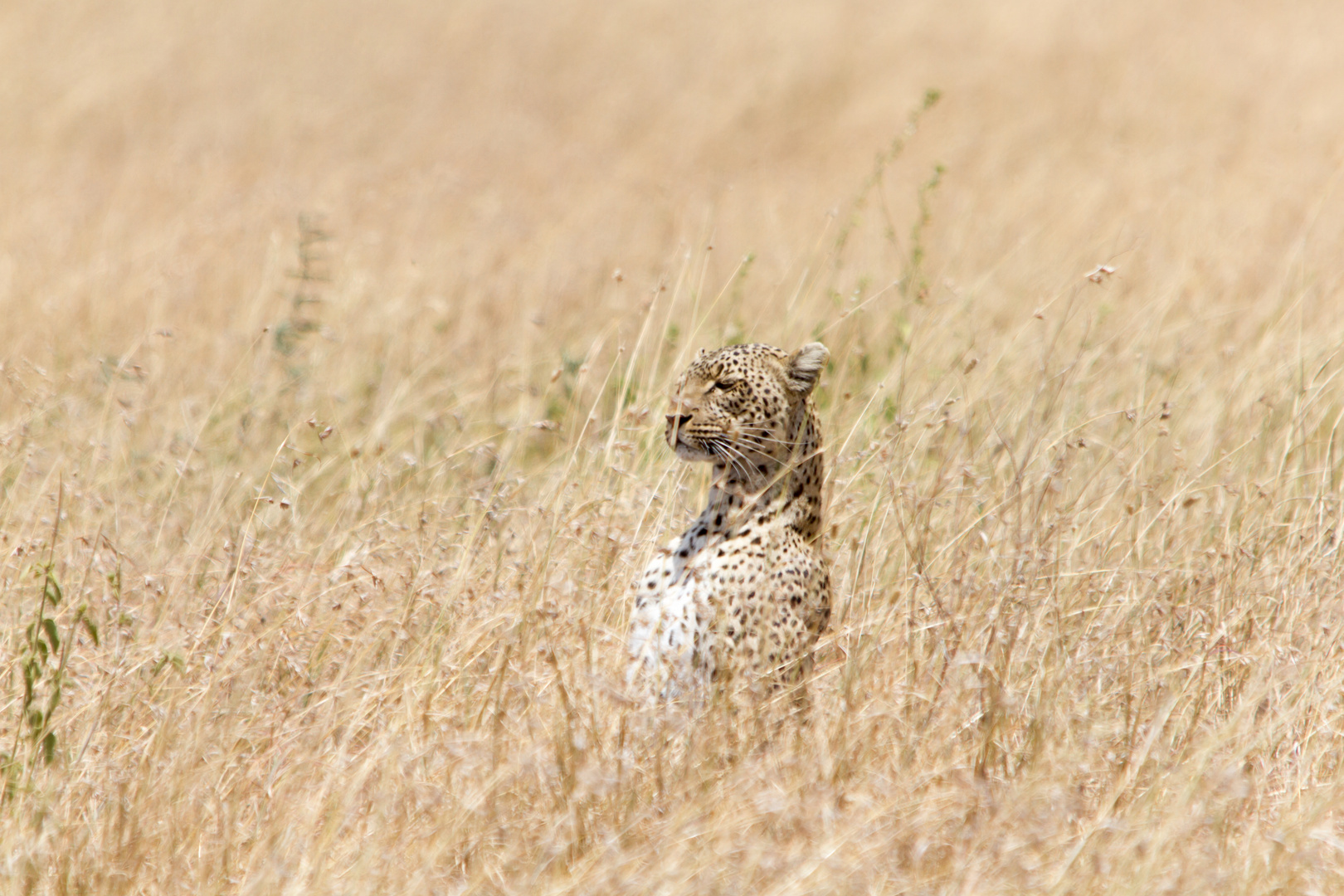 Leopard - auf den Hinterbeinen