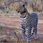 Leopard auf der Jagd