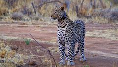 Leopard auf der Jagd